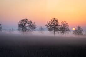 Clear the Fog: How Probiotics Can Boost Mood and Mental Clarity