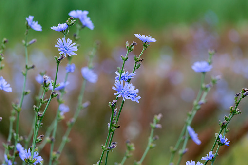 Inulin (Chicory)
